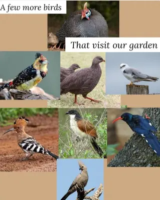 a few more birds that visit our garden at Bufflesdrift Bush and Birding in Pretoria