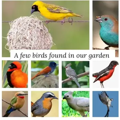 Bufflesdrift Bush and Birding