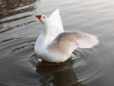 a white swan is swimming in the water at The Nugget Guest Lodge in Kempton Park