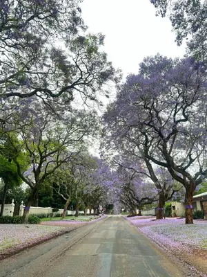 a tree lined street with purple trees and purple flowers at 326onMackenzieSt in Pretoria
