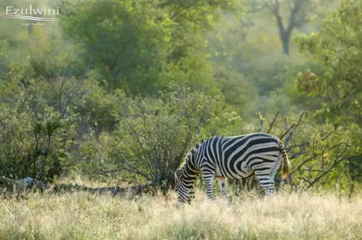 a zebra grazing in a field of tall grass at Ezulwini Game Lodges in Balule Game Reserve
