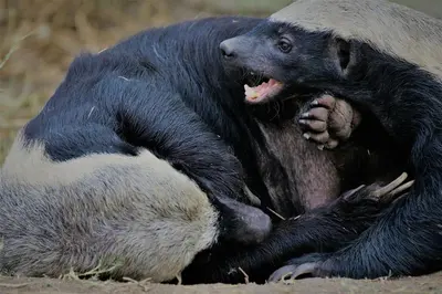a black and white bear laying on the ground at Ezulwini Game Lodges in Balule Game Reserve