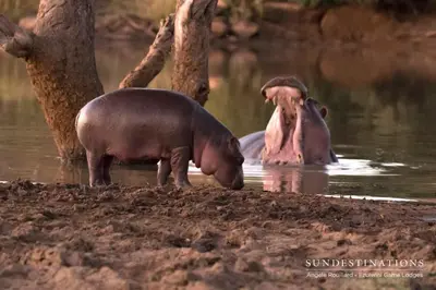 a hippopotamus standing in the water next to a body of water at Ezulwini Game Lodges in Balule Game Reserve