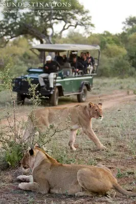 a group of people in a safari vehicle with a lion at Ezulwini Game Lodges in Balule Game Reserve