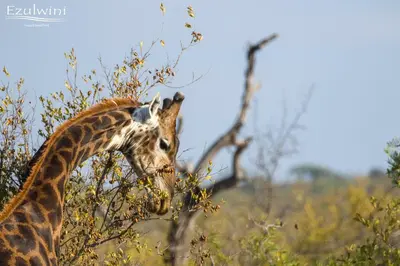 a giraffe eating leaves from a tree in a field at Ezulwini Game Lodges in Balule Game Reserve