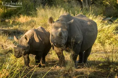 two rhinos standing next to each other in a field at Ezulwini Game Lodges in Balule Game Reserve