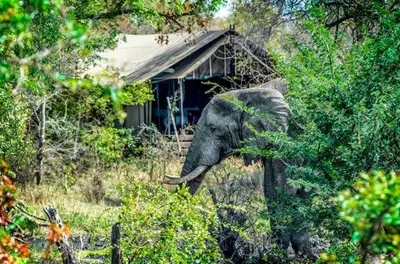 an elephant standing in front of a house at Honeyguide Tented Safari Camp - Khoka Moya in Manyeleti Game Reserve