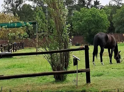 a black horse grazing in a field next to a tree at Sunflower Stables Cottage in the Garden in Midrand