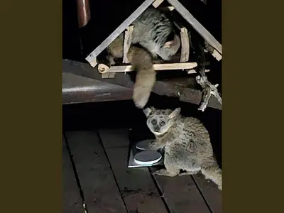 two cats sitting on a bench next to a bowl at Kruger Boutique Backpackers in Marloth Park