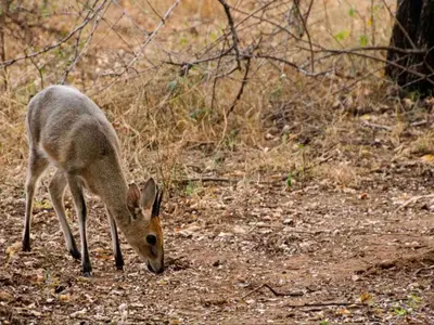 a deer is standing on a dirt field at Nzenga Lodge in Hoedspruit