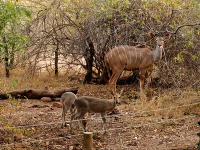 a deer and two baby deer standing next to a fence at Nzenga Lodge in Hoedspruit
