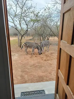 two zebras grazing in a field in front of a door at One Eight Seven on Moepel in Malelane