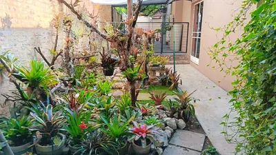 a garden with plants and a tree in front of a building at 34th on Pierneef in Pretoria