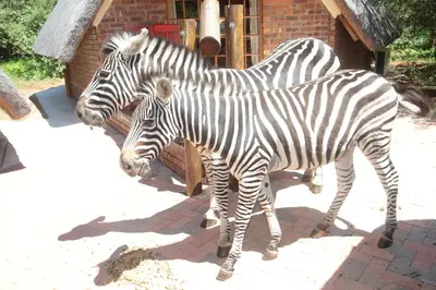 two zebras standing next to each other in front of a building at Big Tuskers Bush Camp in Marloth Park
