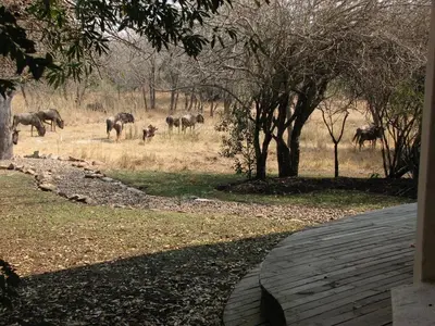 a herd of animals grazing in a field at Reverie Safari Lodge, Marloth Park in Marloth Park