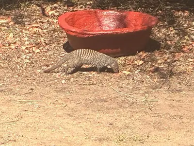a small kitten walking on the ground next to a red bowl at Reverie Safari Lodge, Marloth Park in Marloth Park