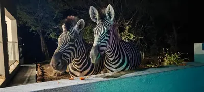 two zebras are standing next to each other at Marloth Birdhaven in Marloth Park