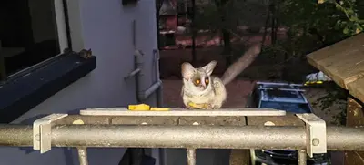 an owl sitting on top of a table at Marloth Birdhaven in Marloth Park