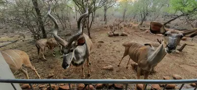 a group of antelopes standing in a field at Marloth Birdhaven in Marloth Park