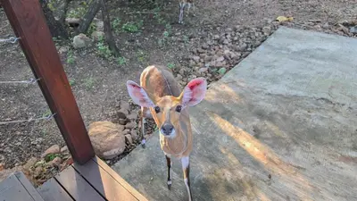a small gazelle standing on a glass door at 2219 Kruger Wild in Marloth Park