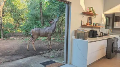 a statue of a giraffe standing in a kitchen at 2219 Kruger Wild in Marloth Park