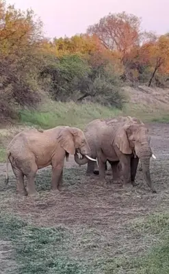 two elephants standing next to each other in a field at River Ridge Log Home - Inside Dinokeng Big 5 in Klipdrift