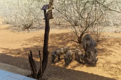 a group of elephants standing next to a tree at Manor by My Adventure House in Marloth Park