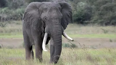 an elephant standing in a field of tall grass at Manor by My Adventure House in Marloth Park
