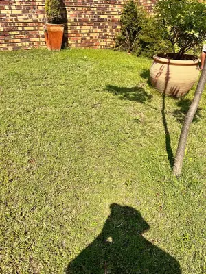 a shadow of a dog on the grass at Peshi's Guest House in Pretoria