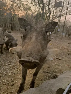 a close up of a pig standing in the dirt at Stripes & Sunsets Marloth Park - Self catering, Bush retreat With Pool & Wildlife views Near Kruger Park in Marloth Park