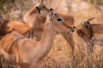 a deer standing in a field with other animals at Stripes & Sunsets Marloth Park - Self catering, Bush retreat With Pool & Wildlife views Near Kruger Park in Marloth Park