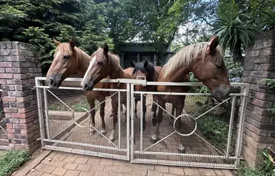 a group of horses standing behind a fence at Cabin & Cottage Kaapsehoop in Kaapsehoop