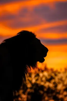 a silhouette of a dog in front of a sunset at Kambaku II Boat Safaris & Lodge in Phalaborwa