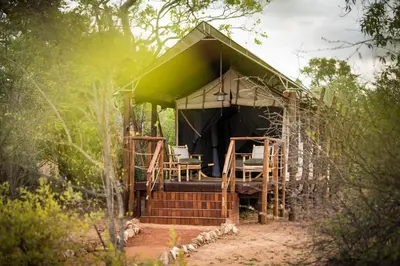 a black and green hut with chairs in the forest at Kwafubesi Tented Safari Camp in Mabula