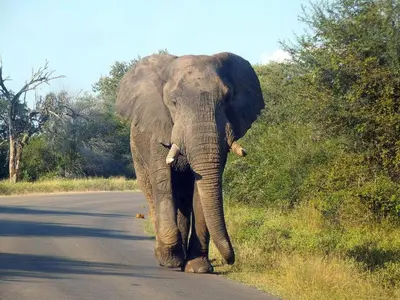 an elephant walking down the road at Tree Lodge by My Adventure House in Marloth Park