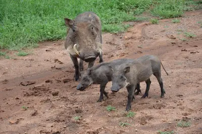 two pigs standing in the mud in a dirt road at Tree Lodge by My Adventure House in Marloth Park