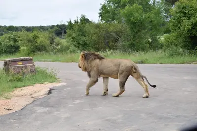 a lion walking across a road at Tree Lodge by My Adventure House in Marloth Park