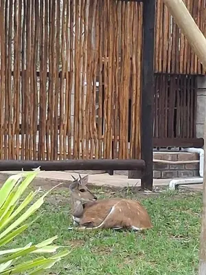 a deer laying in the grass under a bench at Figtree Escape in Marloth Park