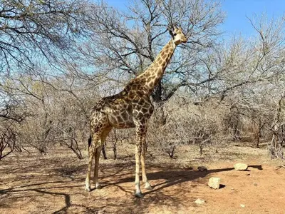 a giraffe standing in front of a tree at Figtree Escape in Marloth Park