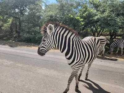 a zebra standing in the middle of the road at Neotha Villa Unit 1 in Marloth Park