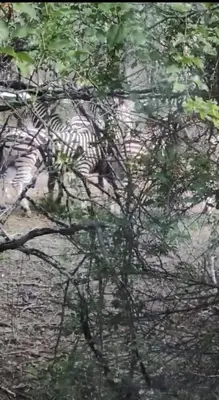 a zebra standing in the dirt behind a tree at Neotha Villa Unit 1 in Marloth Park