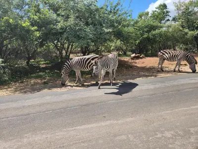 three zebras grazing on the side of a road at Neotha Villa Unit 1 in Marloth Park