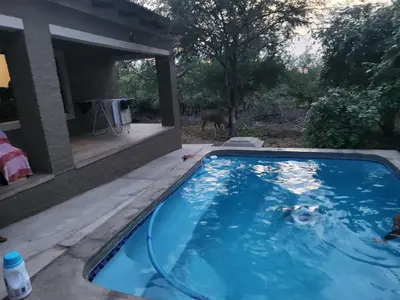 a swimming pool in a yard with a dog in the background at Neotha Villa Unit 1 in Marloth Park