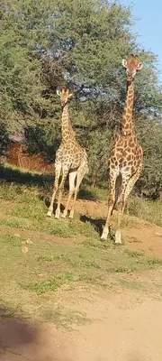 two giraffes standing next to each other in a field at Neotha Villa Unit 2 in Marloth Park