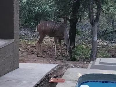 a zebra grazing on the ground next to a house at Neotha Villa Unit 2 in Marloth Park