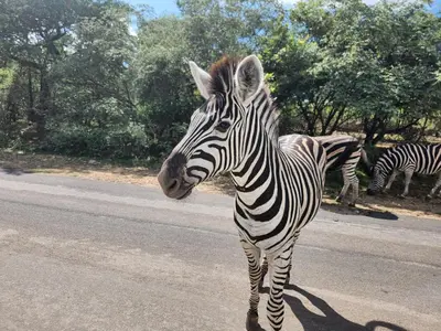 a zebra standing on the side of a road at Neotha Villa Unit 2 in Marloth Park