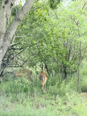 a gazelle walking in the grass in the woods at Fikani game lodge in Thabazimbi