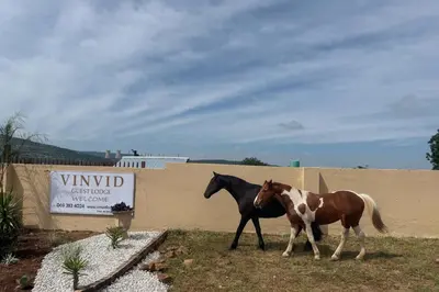 a brown and white horse standing next to a building at VinVid Harties Guest House in Hartbeespoort