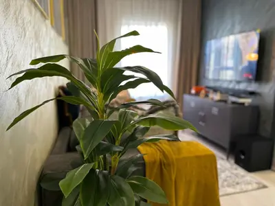 a green plant in a living room with a table at Indulge in Elegance & Comfort in Midrand