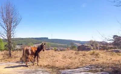 a brown horse standing in a field at Corner View Accommodation in Kaapsehoop